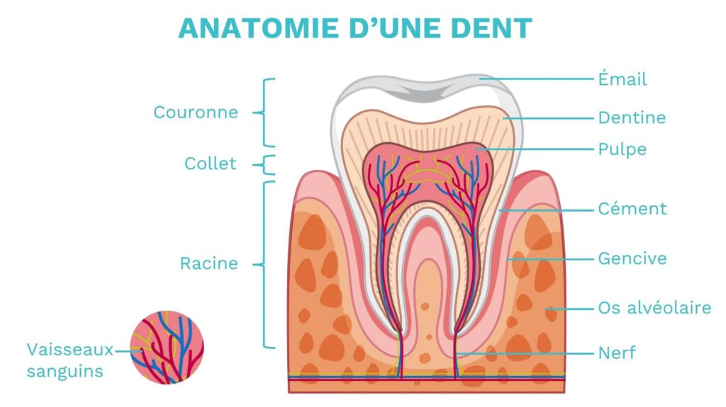 Schéma anatomique simplifié : dent, gencive, os, racine