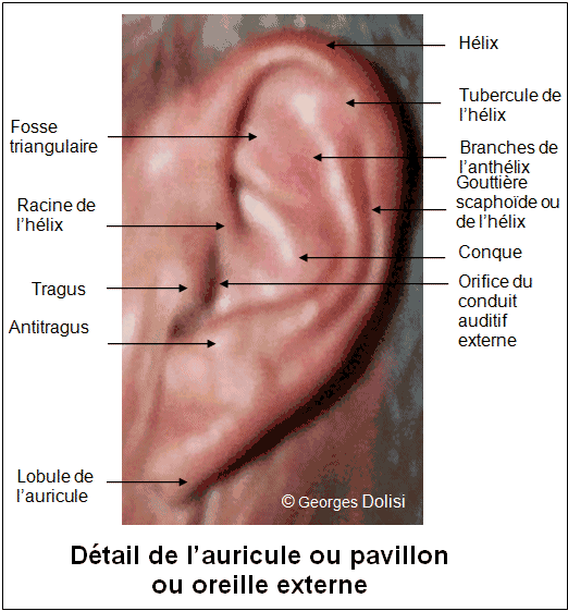Schéma détaillé de l'oreille humaine avec le tragus